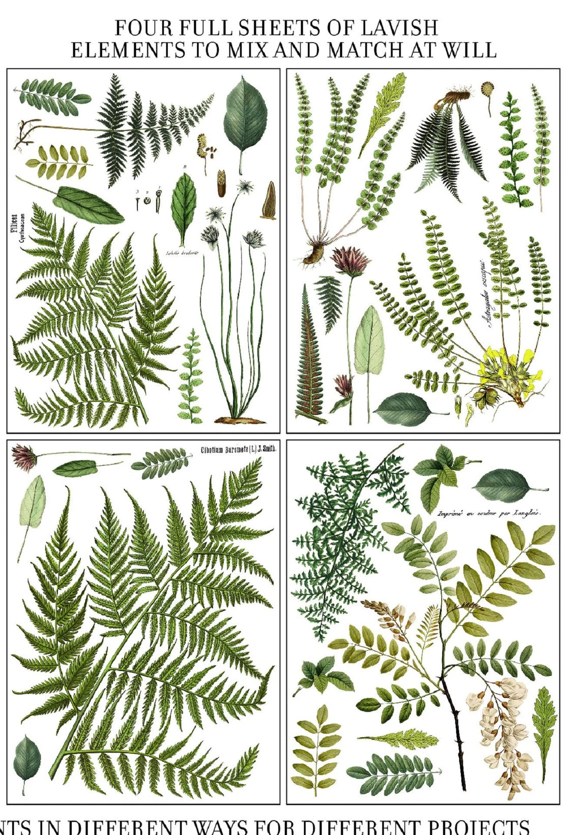 Fronds Botanical 4 page Transfer By IOD