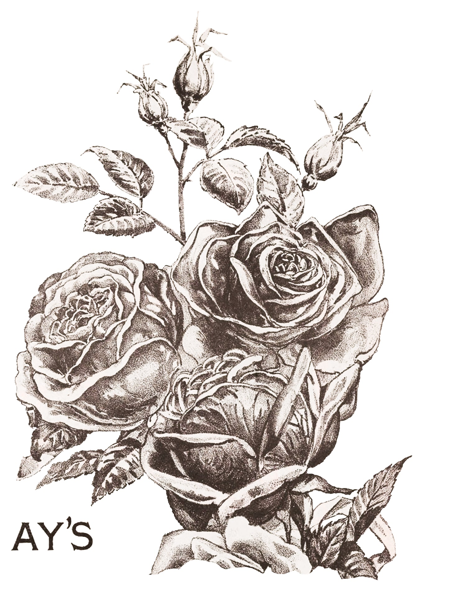 May's Roses 4 page Transfer By IOD