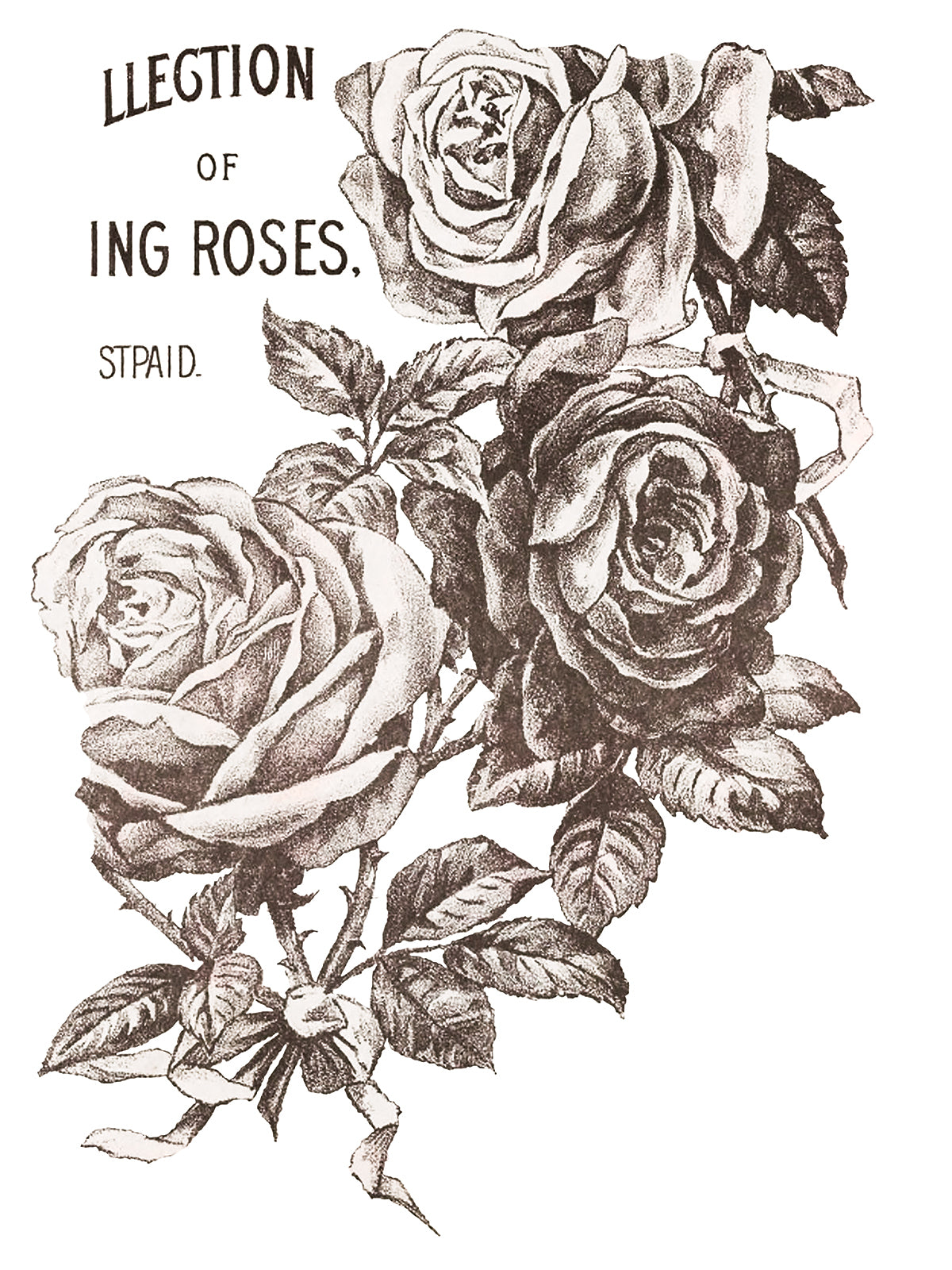 May's Roses 4 page Transfer By IOD